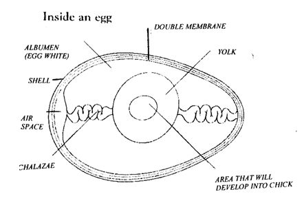 Inside an egg